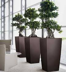 Interior Plantscapes Home Interior Plants With Images Interior Plants Planting Pots Plants