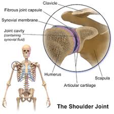Neck and shoulder pain can be classified in many different ways. Shoulder Wikipedia