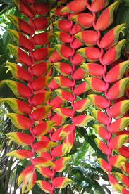 Heliconia Rostrata Parrots Beak Bamboo Land Nursery Qld Australia Heliconia Flower Heliconia Jungle Flowers