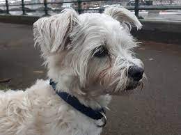 The biewer terrier is known for being friendly, playful, and energetic. 30 Special Shih Tzu Mixes The Ultimate Shih Tzu Mix Guide