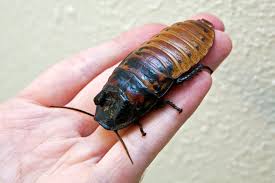 Swimming Pool Bugs: Treatment And Prevention