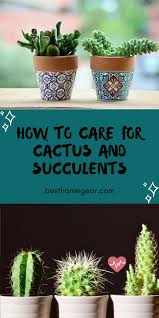 How To Care For Cactus And Succulents Best Home Gear Cactus House Plants How To Grow Cactus Cactus Plant Pots