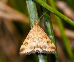 Image result for Pyrausta despicata