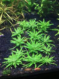 Image result for Pogostemon rogersii