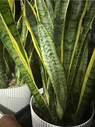 Image result for Asplenium laurentii