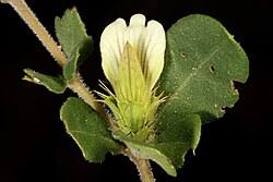 Image result for Blepharis maderaspatensis