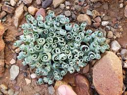 Image result for Albuca