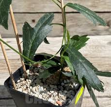 Image result for Trochomeria polymorpha