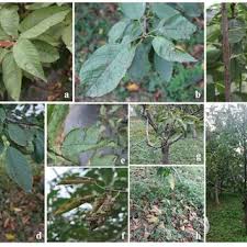 We did not find results for: Pdf Molecular Characterization And Pathogenicity Of Fungal Taxa Associated With Cherry Leaf Spot Disease