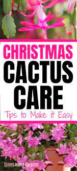 How To Grow And Care For Christmas Cactus In 2021 Christmas Cactus Cactus Care Christmas Cactus Care