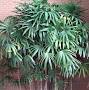 Broadleaf lady palm from www.south-florida-plant-guide.com
