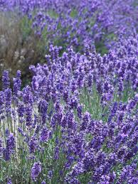 English Lavender Lavender Seeds Lavender Plant Growing Lavender