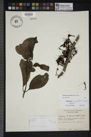 Image result for Helixanthera schizocalyx