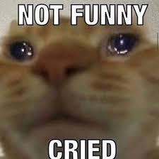 Pin By Jolie On Lol Reactions Meme Funny Memes Cute Memes