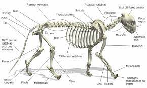 Big cat paw and leg tutorial. A Cat S Skeleton All Our Info On Cats Bones Holidogtimes