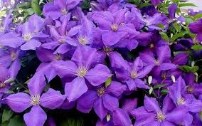 We did not find results for: Jackmanii Clematis 1 Gallon Trellis Clematis All Buy Plants Online Clematis Plants Buy Plants