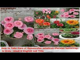 Ranunculus Asiaticus Persian Buttercup Youtube Persian Buttercup Ranunculus Asiaticus Herbaceous Perennials