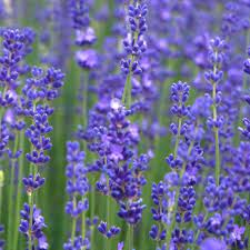 Lavender shrubs bloom throughout the summer and thrive in zones 5 to 9. 10 Recommended Shrubs With Blue Or Lavender Flowers