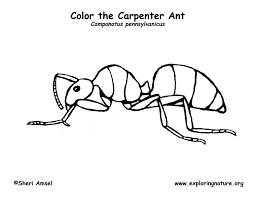 We did not find results for: Ant Carpenter Coloring Page
