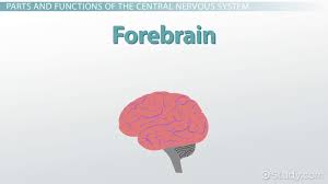 These are found housed within the skull and check out kenhub's interactive cranial nerves quizzes and labeling exercises to cut your studying time in half. Central Nervous System Definition Function Parts Video Lesson Transcript Study Com