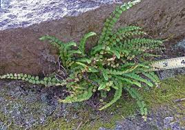 Image result for Asplenium trichomanes