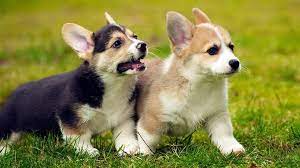 Maybe you would like to learn more about one of these? Corgi Puppy 10 Must Know Facts About The Cute Ruler Petmoo