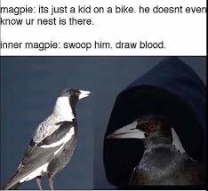 Pin By Kalie Chaney On Funny Australia Funny Aussie Memes Australian Memes