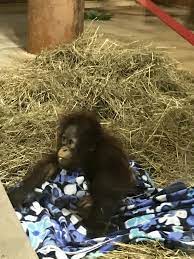 Redd It S Your First Birthday Have A Wonderful Day Xoxo Orangutan Zoo Animals Animal Species