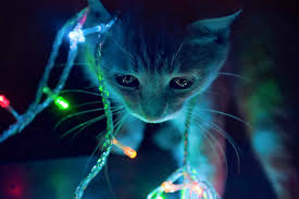 Neon animal wallpaper application is a great way to personalize your screen. Neon Animal Wallpapers 58 Images