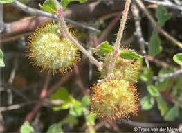 Image result for Cyathula