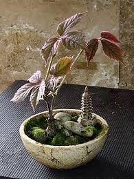 Image result for Cyphostemma glandulosissimum