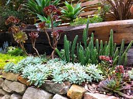 Blanket flowers can be either annual or perennial herbs. Low Maintenance Plants That Will Bloom Year Round Hipages Com Au