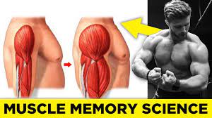 How long should i allow my muscles to recover? How To Use Muscle Memory To Re Build Lost Muscle Science Explained Youtube