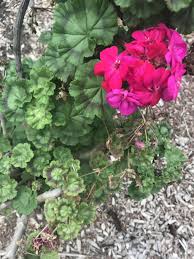Image result for Geranium