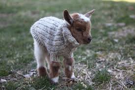 Image result for cute animals