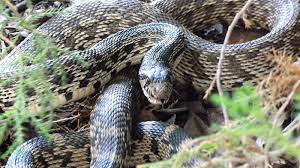 Rats, mice, ants, snakes, insects not limited to wasps, bees. How To Get Rid Of Snakes In Your Lawn Landscape Lawnstarter