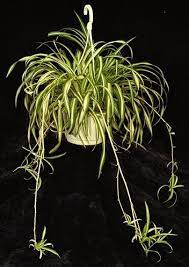 Maybe you would like to learn more about one of these? Hanging Spider Plant In The Window Inside In Winter For Cleaning The Air Outside Hanging In Spring To Late Fall Spider Plants Plants Plants Pictures