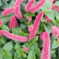 Image result for Acalypha lanceolata