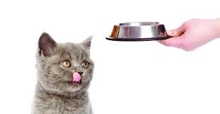 Source naturals, daily essential enzymes, 500 мг, 240 капсул. Best Digestive Enzymes For Cats Their Benefits Dr Axe