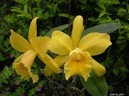 Cattelya Orchid Yellow Orchids Beautiful Orchids Cattleya
