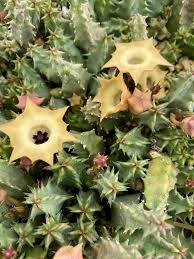 Image result for Huernia levyi