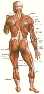 Maybe you would like to learn more about one of these? Human Back Muscle Diagram Koibana Info Body Muscle Anatomy Muscle Anatomy Body Anatomy