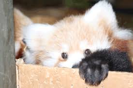 Red panda is best pande. Peek A Boo At Hamilton Zoo With Two Red Panda Cubs Zooborns
