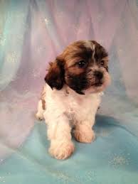 She was rescued from being euthanized at a puppy mill. Teddy Bear Puppies For Sale Mn Petfinder