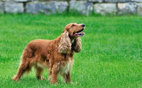 Cocker Kopek Ozellikleri Nelerdir Yavru Ingiliz Cocker Spaniel Cinsi Hakkinda Bilgiler Yasam Haberleri