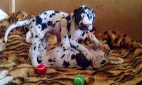 Pomeranian puppies & dogs for sale/adoption. Great Dane Puppies California Home Facebook