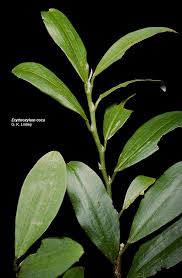 Image result for Nectaropetalum