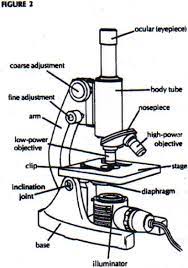 We did not find results for: 33 Label Microscope Diagram Labels For Your Ideas