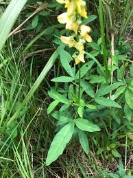 Image result for Crotalaria trichotoma