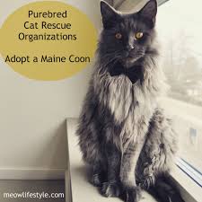 Our maine coon females will have on average four to seven kittens per litter and we have fantastic breeding plans for 2019! Purebred Cat Rescue And Adoption Meow Lifestyle Purebred Cats Cat Rescue Kitten Rescue